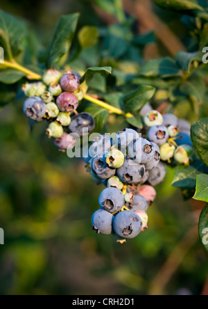 Blueberry bush, New Jersey, USA Stock Photo