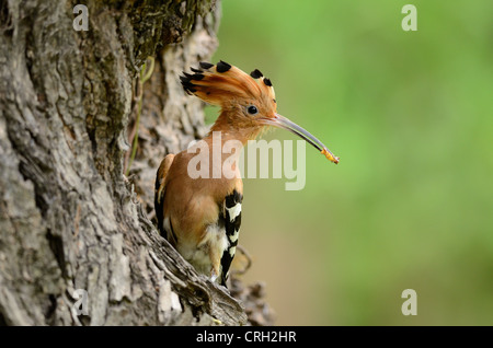 beautiful eurasian hoopoe (Upupa epops) with insect larva