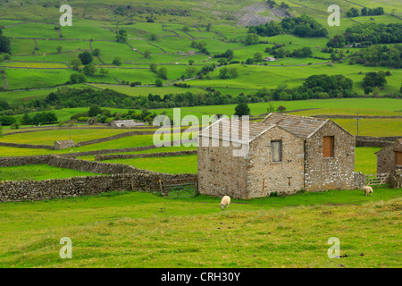 Swaledale, Yorkshire Dales National Park. Stone barns and dry stone walls are typical of the landscape in the Yorkshire Dales. Stock Photo