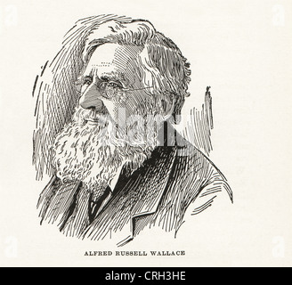Vintage engraving of Alfred Russell Wallace,1822-1913, English naturalist. Stock Photo
