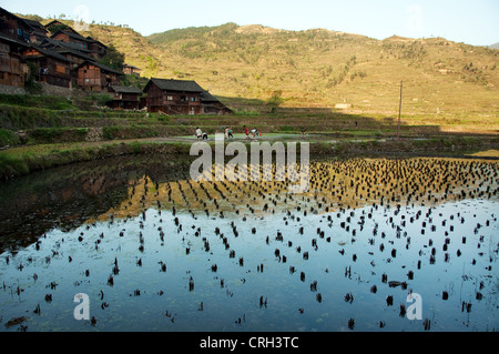 Watered rice fields, Xijiang Miao village, China Stock Photo