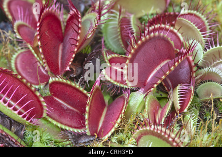 Venus Flytrap ' B52' plants growing 'Dionaea muscipula'. Stock Photo