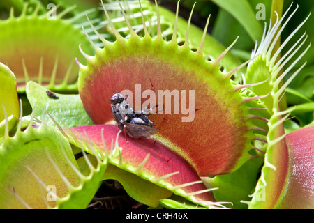 Venus Flytrap B52, with prey. Stock Photo