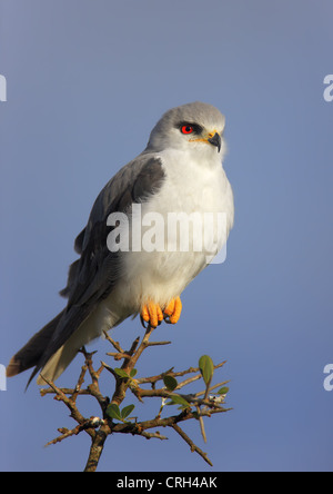 Black-Shouldered Kite - Elanus caeruleus Stock Photo