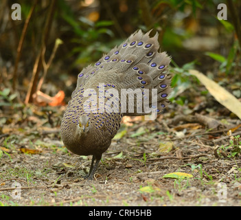 beautiful male gray peacock-pheasant (Polyplectron bicalcaratum) in Thai forest Stock Photo