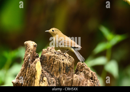 beautiful female white-tailed robin (Cinclidium leucurum) in Thai forest Stock Photo