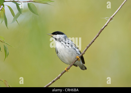 Male Blackpoll warbler on branch, Ohio Stock Photo