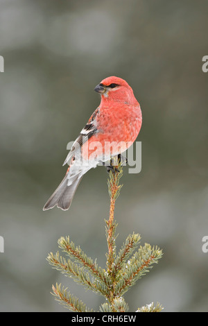 Male Pine Grosbeak perched in top of Spruce tree in winter Stock Photo