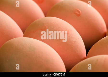 small pink eggs in studio setting Stock Photo