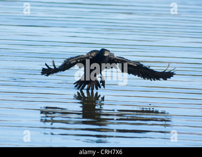 Little Black Cormorant (Phalacrocorax sulcirostris) Stock Photo