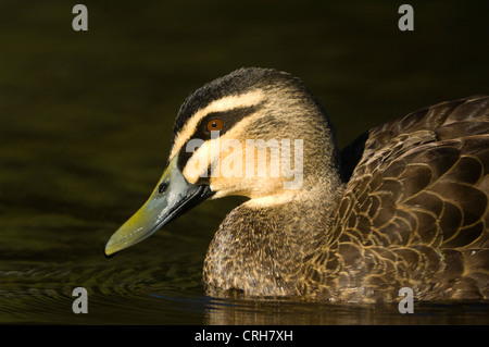 Pacific Black Duck (Anas superciliosa) Stock Photo