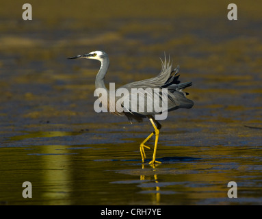 White-faced Heron (Egretta novaehollandiae) Stock Photo