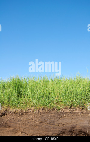 Cross section of green grass and underground soil layers beneath Stock Photo