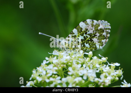 Orange tip butterfly Anthocaris cardamines showing underside of wing on Hoary Cress or Hoary Peppermint Cardaria draba Stock Photo