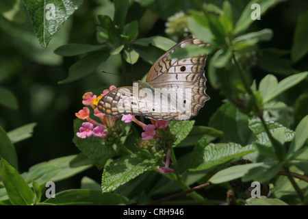 White Peacock Anartia jatrophae butterfly resting on some pink flowers in Devils Island, French Guiana Stock Photo