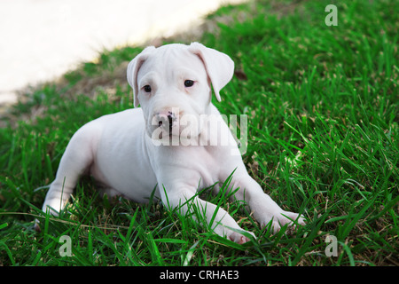 Dogo Argentino Argentine Mastiff Puppie Dog Stock Photo