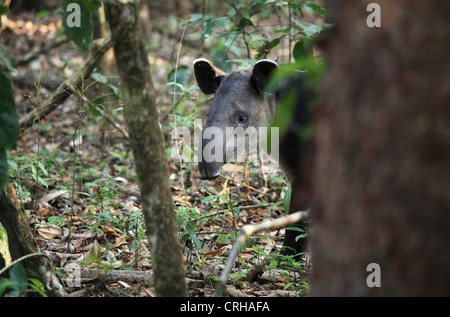 Baird’s Tapir (Tapirus bairdii). Corcovado National Park, Osa Peninsula, Costa Rica. Stock Photo