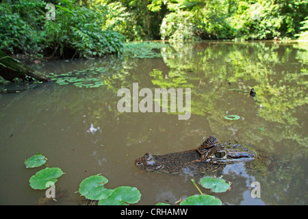 Spectacled Caiman (Caiman crocodilus) in natural rainforest canal, Tortuguero National Park, Costa Rica. October 2011. Stock Photo
