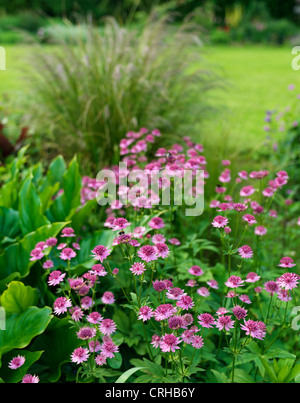 Pretty Astrantia Major 'Roma' flowers in an English garden Stock Photo