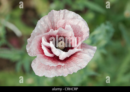 Common poppy, Latin Papaver Rhoeas Stock Photo