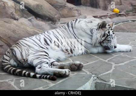 Closeup of sleeping white tiger on rock. Moscow city zoo Stock Photo