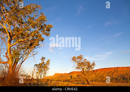Ghost gums and the Heavitree Range, in the West MacDonnell Ranges outside of Alice Springs Stock Photo