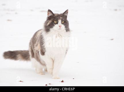 Diluted calico cat in snow, alertly looking into distance Stock Photo