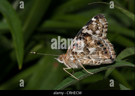 Blue Common Buckeye Butterfly Junonia Coenia Stock Photo - Alamy