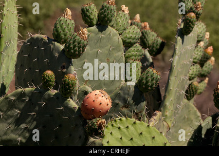 Beavertail cactus fruits aka prickly pears (Opuntia) - California USA