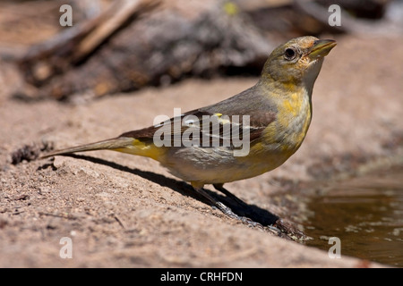 Western Tanager (Piranga ludoviciana) female by a small pond at Cabin Lake, Oregon, USA in June Stock Photo