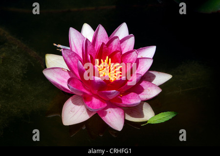 Pink Water Lily (Nymphaeaceae) on a pond at Shore Acres State Park, Cape Arago, Oregon, USA in July Stock Photo