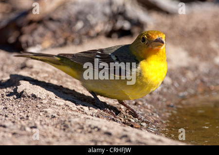 Western Tanager (Piranga ludoviciana) male by a small pond at Cabin Lake, Oregon, USA in June Stock Photo