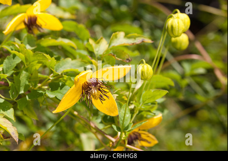 Attractive clematis climber bright golden yellow with long anthers stamen and petals against green foliage Stock Photo