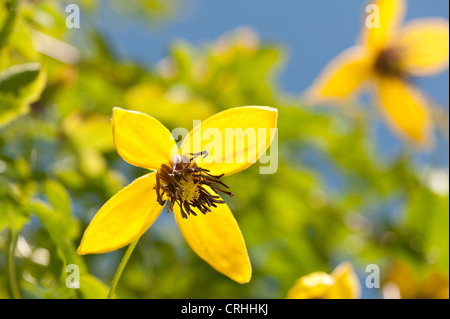 Attractive clematis climber bright golden yellow with long anthers stamen and petals against green foliage Stock Photo