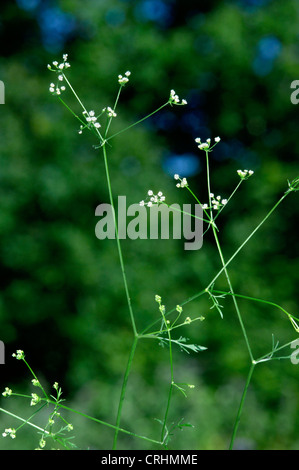 STONE PARSLEY Sison amomum (Apiaceae) Stock Photo