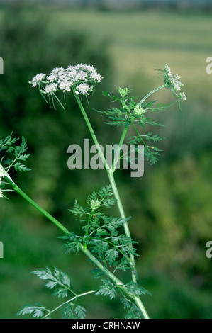 FOOL’S-PARSLEY Aethusa cynapium (Apiaceae) Stock Photo
