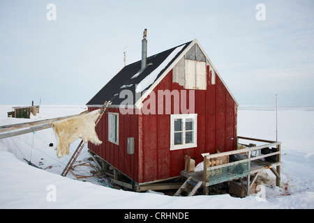 polar bear (Ursus maritimus), skin hanging up for drying at hunting lodge, Greenland, Ostgroenland, Tunu, Kalaallit Nunaat, Scoresbysund, Kangertittivag, Ittoqqortoormiit Stock Photo