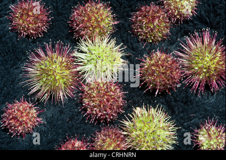 Buzzy Burr or Greater Burnet (Acaena magellanica) fruits Punta Walichu Southern coast Lake Argentino  Argentina Stock Photo