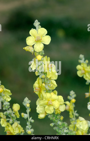 HOARY MULLEIN Verbascum pulverulentum (Scrophulariaceae) Stock Photo