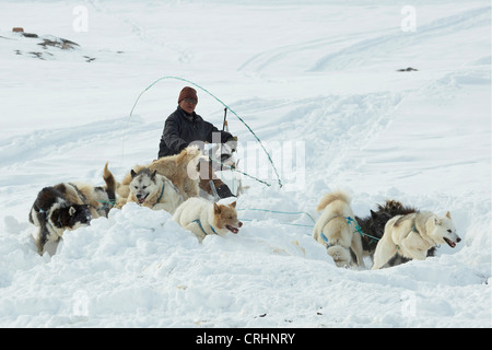 Greenland Dog (Canis lupus f. familiaris), Inuit riding a dog sledge, swinging his whip, Greenland, Ostgroenland, Tunu, Kalaallit Nunaat, Scoresbysund, Kangertittivag, Kap Tobin, Ittoqqortoormiit Stock Photo