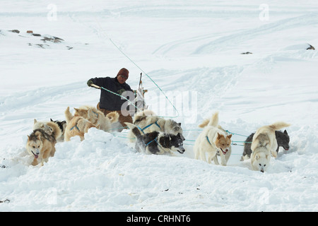 Greenland Dog (Canis lupus f. familiaris), Inuit riding a dog sledge, swinging his whip, Greenland, Ostgroenland, Tunu, Kalaallit Nunaat, Scoresbysund, Kangertittivag, Kap Tobin, Ittoqqortoormiit Stock Photo