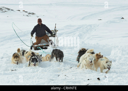 Greenland Dog (Canis lupus f. familiaris), Inuit riding a dog sledge, swinging his whip, Greenland, Ostgroenland, Tunu, Kalaallit Nunaat, Scoresbysund, Kangertittivag, Kap Tobin, Ittoqqortoormiit Stock Photo