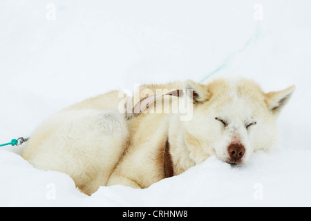 Greenland Dog (Canis lupus f. familiaris), sledge dog sleeping in the snow, Greenland, Ostgroenland, Tunu, Kalaallit Nunaat, Scoresbysund, Kangertittivag, Kap Tobin, Ittoqqortoormiit Stock Photo