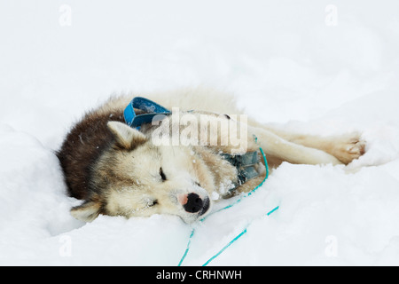 Greenland Dog (Canis lupus f. familiaris), sledge dog sleeping in the snow, Greenland, Ostgroenland, Tunu, Kalaallit Nunaat, Scoresbysund, Kangertittivag, Kap Tobin, Ittoqqortoormiit Stock Photo