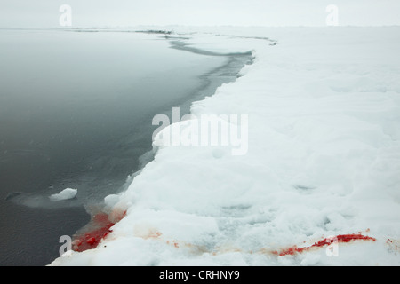 bloody trail of a seal hunted down from the open water onto the ice, Greenland, Ostgroenland, Tunu, Kalaallit Nunaat, Scoresbysund, Kangertittivag, Kap Tobin, Ittoqqortoormiit Stock Photo
