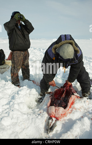two Inuit sealers in the snow, one carving up a seal hunted down, the other looking through binocular, Greenland, Ostgroenland, Tunu, Kalaallit Nunaat, Scoresbysund, Kangertittivag, Kap Tobin, Ittoqqortoormiit Stock Photo