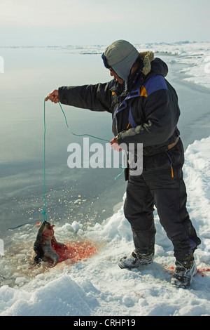 Inuit sealer cleaning the skin of a seal hunted down in the water, Greenland, Ostgroenland, Tunu, Kalaallit Nunaat, Scoresbysund, Kangertittivag, Kap Tobin, Ittoqqortoormiit Stock Photo