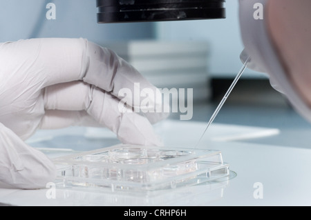 Laboratory Fertilization Of Eggs In IVF Treatment Stock Photo Alamy