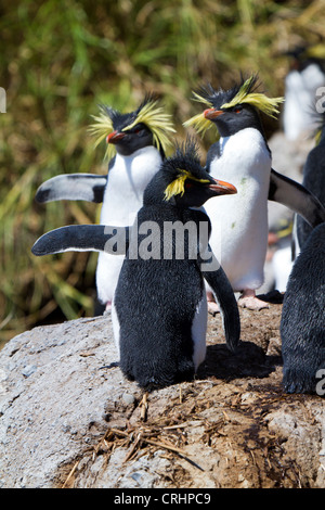 Northern Rockhopper Penguins in the sun at Nightingale Island, South Atlantic Ocean Stock Photo