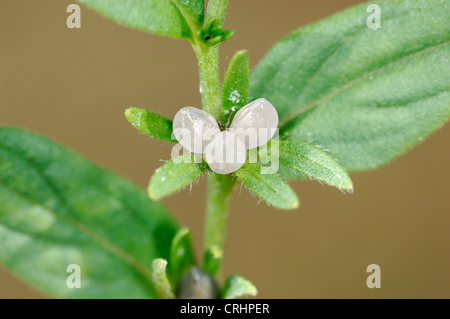COMMON GROMWELL Lithospermum officinale (Boraginaceae) Stock Photo